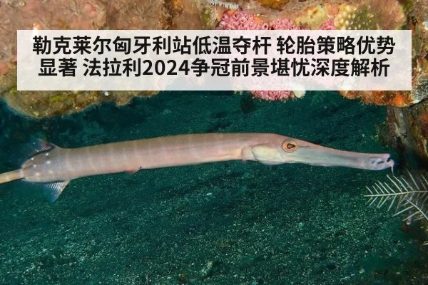勒克莱尔匈牙利站低温夺杆 轮胎策略优势显著 法拉利2024争冠前景堪忧深度解析