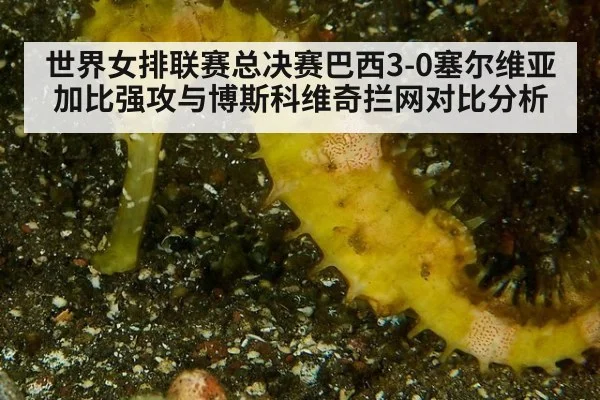 世界女排联赛总决赛巴西3-0塞尔维亚加比强攻与博斯科维奇拦网对比分析